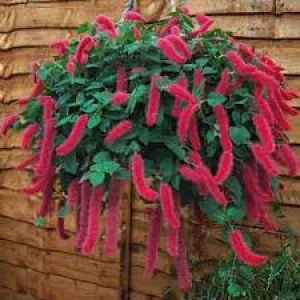 CHENILLE-FIRE TAIL