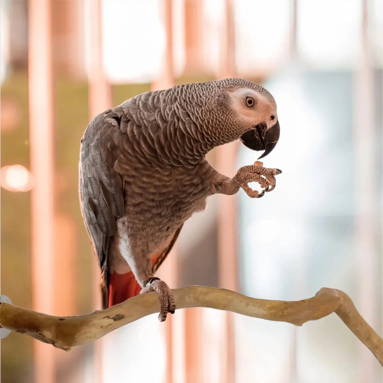 Natural Perch for cage