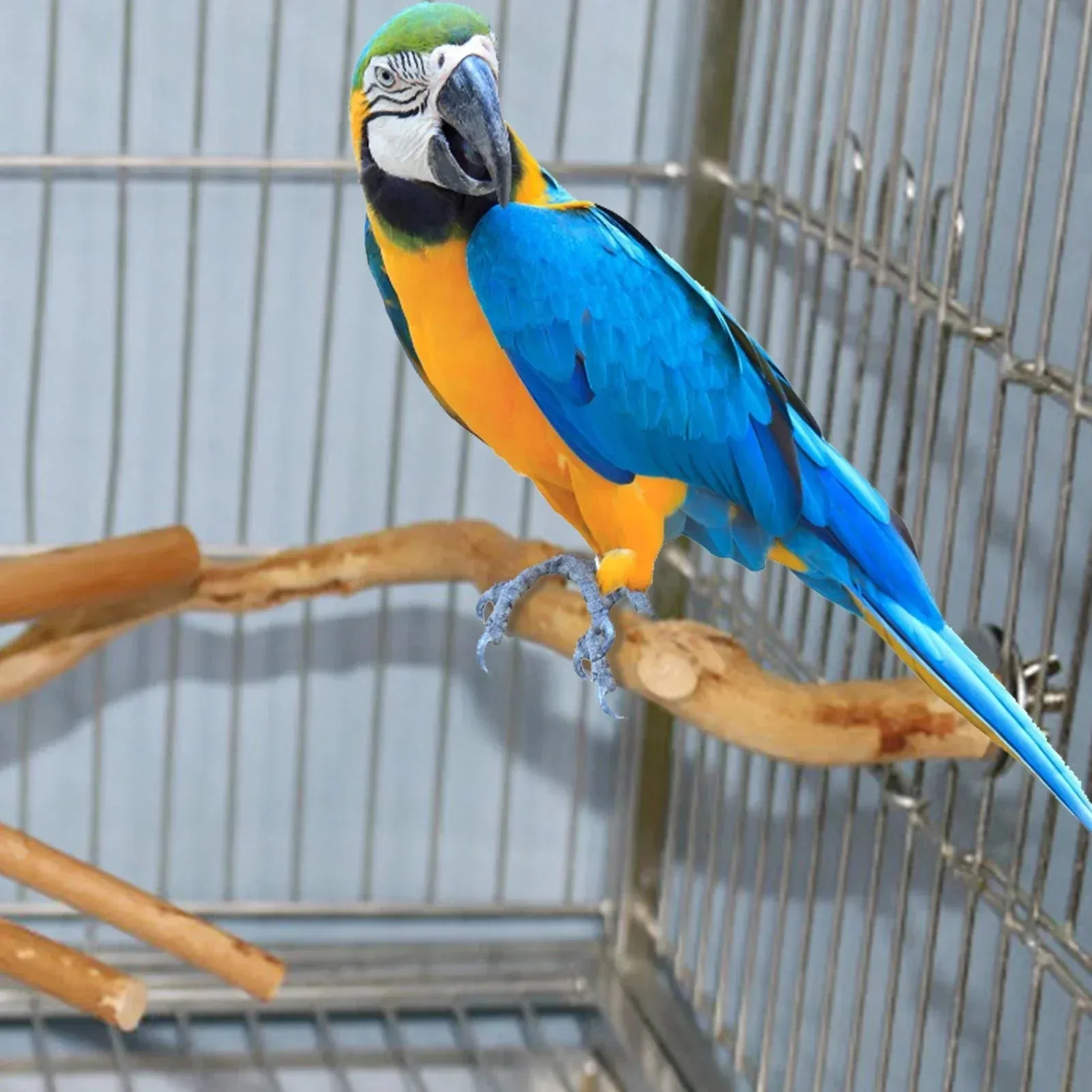 Natural Perch for cage
