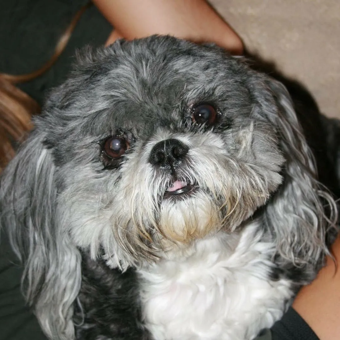Spike - Shih Tzu