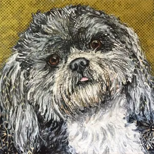 Spike - Shih Tzu