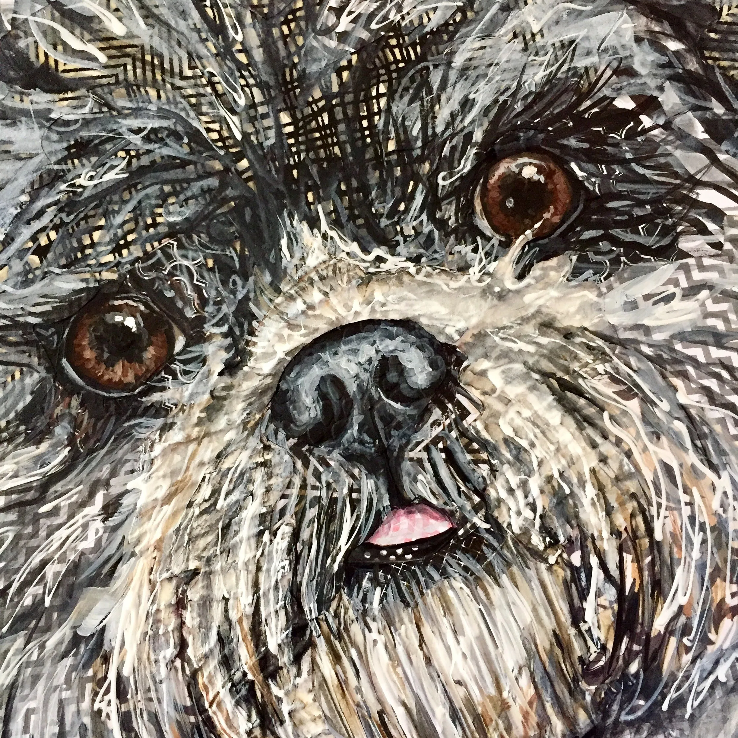 Spike - Shih Tzu